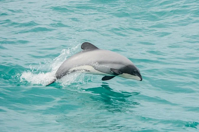 Akaroa Dolphins Harbour Nature Cruise