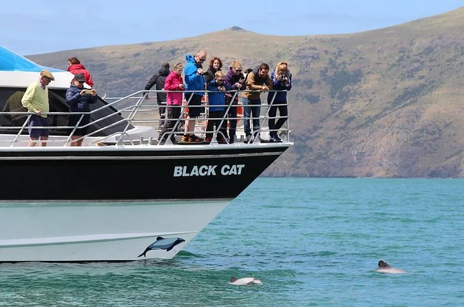 The bow of the Black Cat catamaran crowded with guests looking down at dolphins in the water
