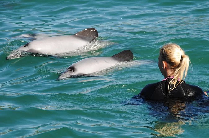 A swimmer in a wetsuit and snorkel seen from behind, with two Hector's dolphins surfacing just in front of her