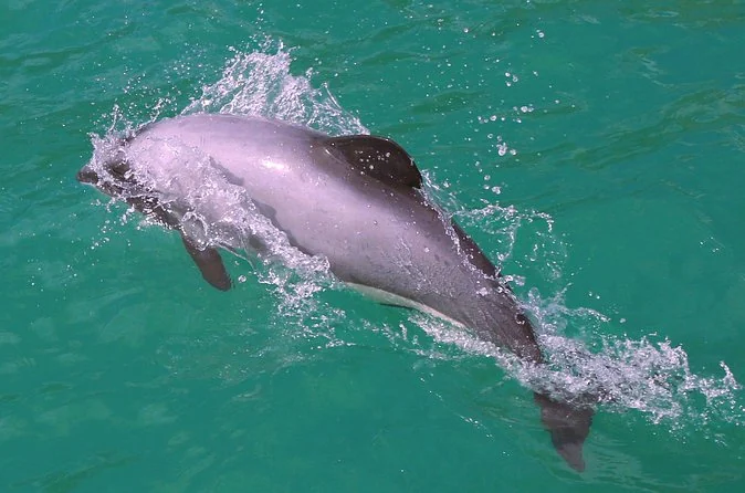 A grey and white Hector's dolphin with its rounded dorsal fin swimming just under the surface of green water