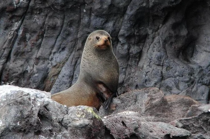 A New Zealand fur seal sitting on dark rocks at the edge of the water