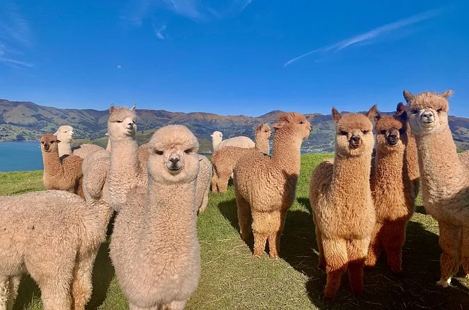 A group of fluffy alpacas standing together on grass under a blue sky