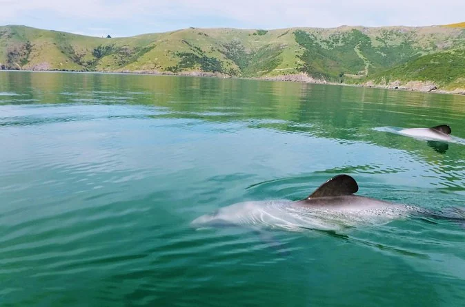 A Hector's dolphin surfacing in green water, seen from a kayak at water level